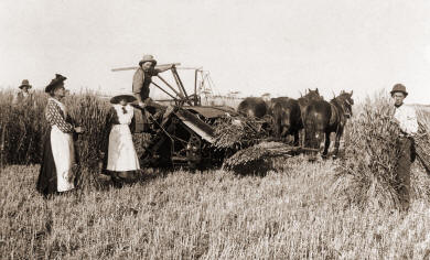 Hay Cutting